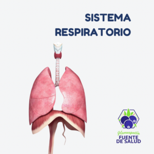 Sistema Respiratorio