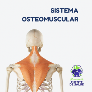 Sistema Osteomuscular